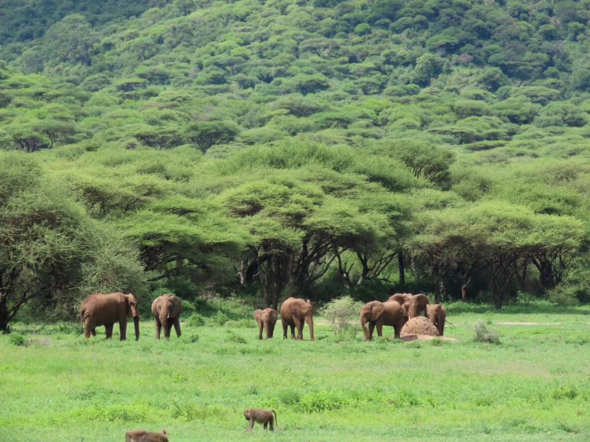 The Ngorongoro Crater, Tanzania: Africa’s Garden of Eden - Afrik Digest